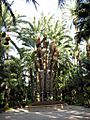 Palmera-imperial