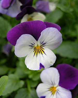 Archivo:Pansy Viola tricolor Flower 2448px