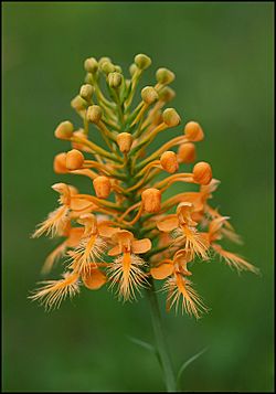 Platanthera ciliaris.jpg