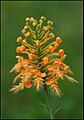 Platanthera ciliaris