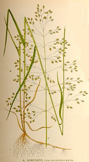 Archivo:Poa palustris