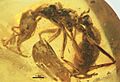 Prionomyrmex janzeni GPIH-BE1301 profile
