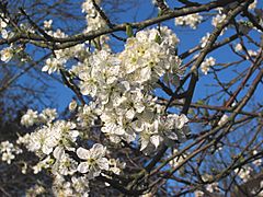 Archivo:Pruimenbloesem Opal tak (Prunus domestica)