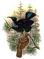 Ptiloris victoriae by Bowdler Sharpe