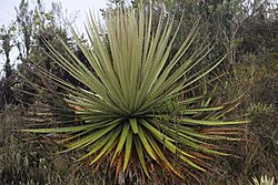 Puya goudotiana4.jpg