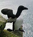 Razorbill iceland
