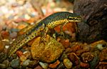 Archivo:Redspotted newt