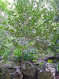 Rhamnus glandulosa.jpg