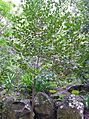 Rhamnus glandulosa