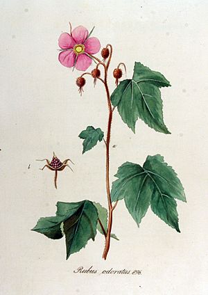 Archivo:Rubus odoratus — Flora Batava — Volume v12