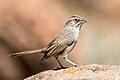 Rufous-crowned Sparrow (Aimophila ruficeps) (20342481992)