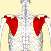 Scapula - posterior view2.png
