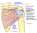 Shoulder joint back-es