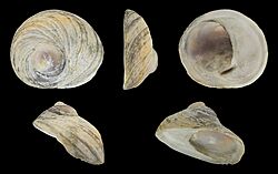 Sigapatella novaezelandiae 01.jpg