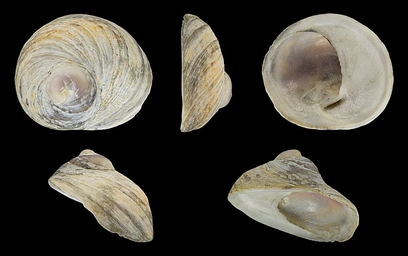 Sigapatella novaezelandiae 01