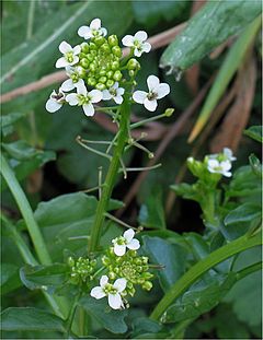 Archivo:Slanke waterkers bloeiwijze (Rorippa microphylla inflorescens)