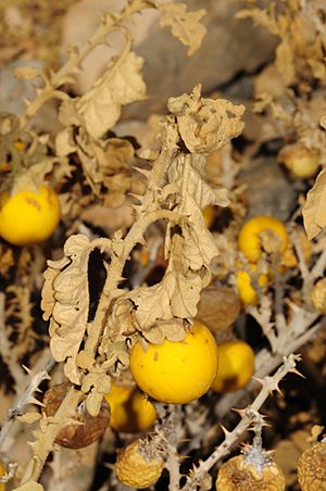Archivo:Solanum incanum 0
