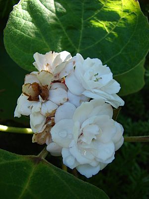 Archivo:Starr 071024-0009 Clerodendrum chinense