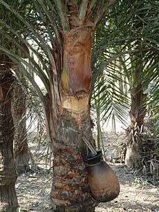 Archivo:Sweet sap from date palm