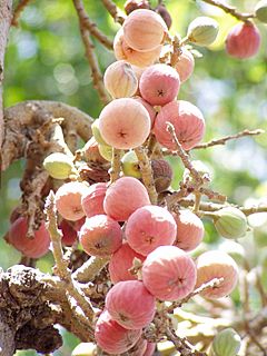 Archivo:Sycamore fruits