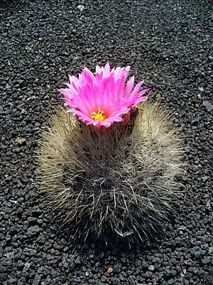 Archivo:Thelocactus macdowellii 01
