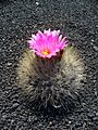 Thelocactus macdowellii 01