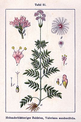 Valeriana sambucifolia Sturm51.jpg