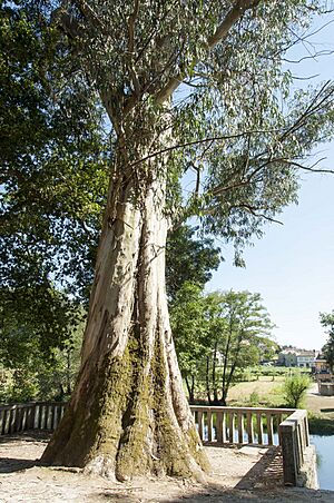 Archivo:Árbol - Parque-jardín y Robledal de Caldas des Reis