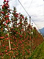 Äpfel P1260372