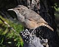 2008-canyon-wren