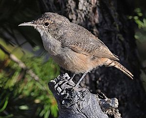 2008-canyon-wren.jpg