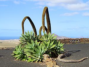 Agave attenuata 001.JPG