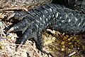 Alligator Left Forepaw