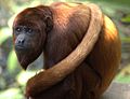 Alouatta seniculus