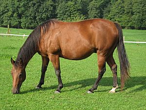 Archivo:American quarter horse