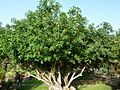 Anagyris latifolia (Jardín Botánico Canario Viera y Clavijo)