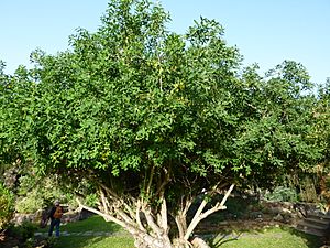 Archivo:Anagyris latifolia (Jardín Botánico Canario Viera y Clavijo)