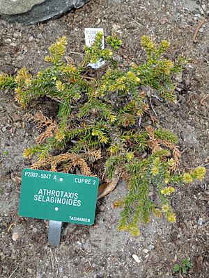 Archivo:Athrotaxis selaginoides - Copenhagen Botanical Garden - DSC07343