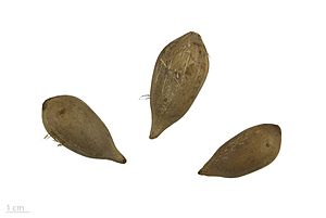 Archivo:Attalea maripa MHNT.BOT.2017.10.8