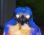 Archivo:Azure Kingfisher -closeup - showing lores