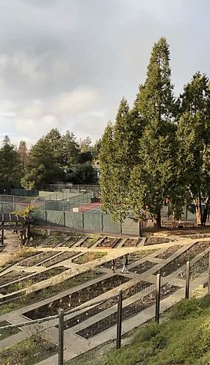 Archivo:Berkeley Rose Garden Sunset during Winter