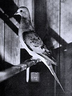 Archivo:Bird lore (1913) (14562557107)