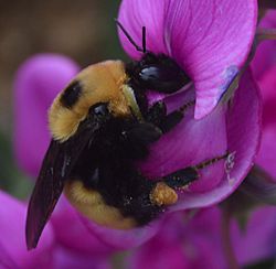 Bombus nevadensis 080115.jpg