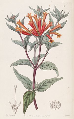 Bouvardia ternifolia Edwards's Bot. Reg. 26. 37. 1840.jpg