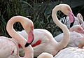 Bristol.zoo.greater.flamingo.arp