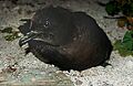 Bulwers petrel