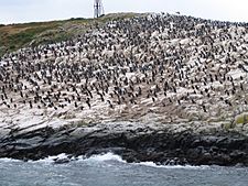 Archivo:Canal de Beagle - Illa pingüins