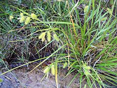 Archivo:Carex hystericina NRCS-2