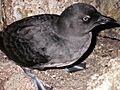 Cassins Auklet