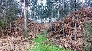 Castro de Piñeiros Cabanas A Coruña.jpg
